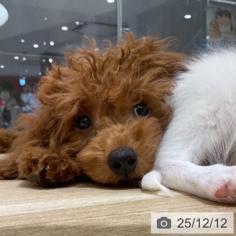 愛知県のトイプードル(トイ) (ペットプラス イオンモール豊川店/2025年8月27日生まれ/女の子/レッドフォーン)の子犬の3枚目の画像