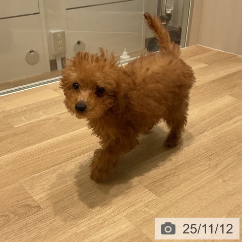 トイ・プードルの写真