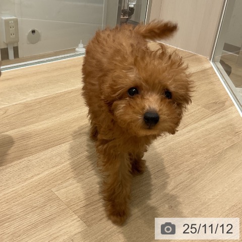 トイ・プードルの写真