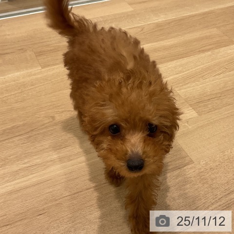 トイ・プードルの写真