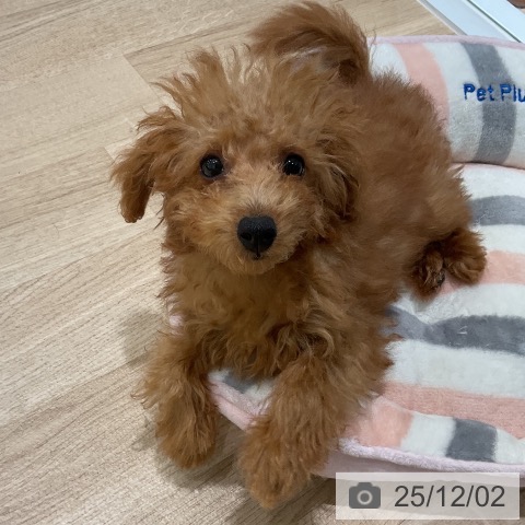 トイ・プードルの写真