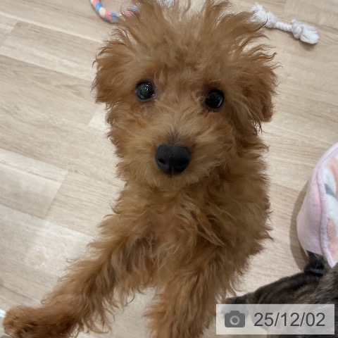 トイ・プードルの写真