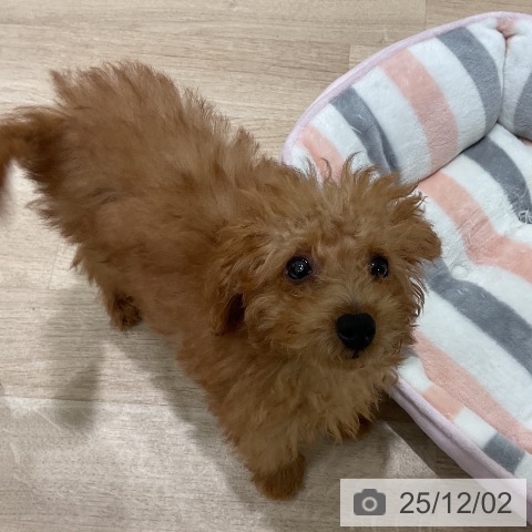 トイ・プードルの写真