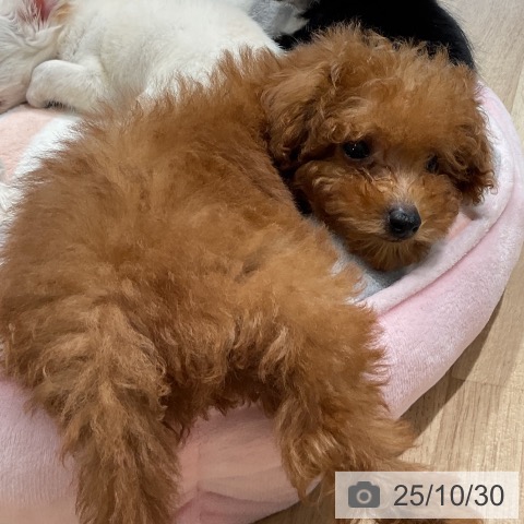 トイ・プードルの写真