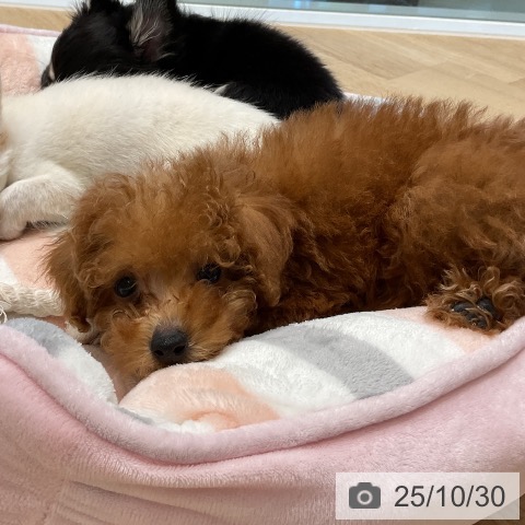 トイ・プードルの写真