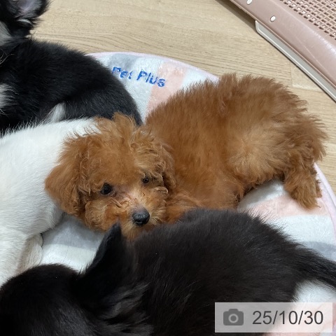 トイ・プードルの写真