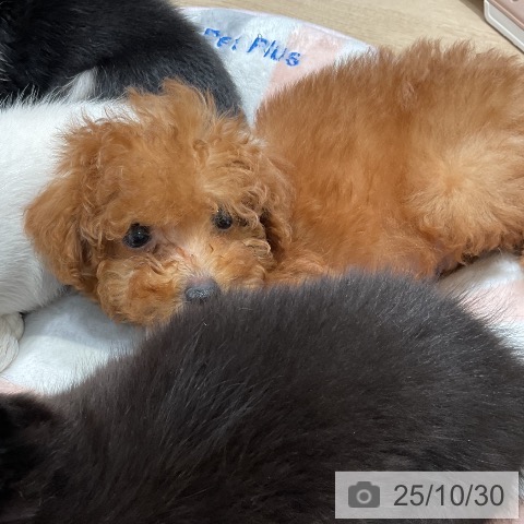 トイ・プードルの写真