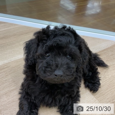 トイ・プードルの写真