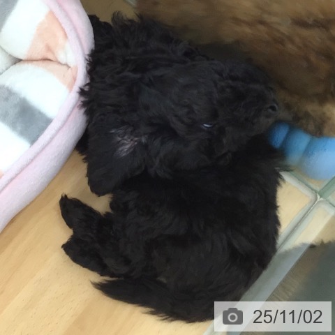 トイ・プードルの写真