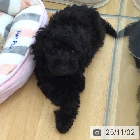 トイ・プードルの写真