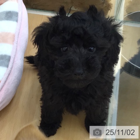 トイ・プードルの写真