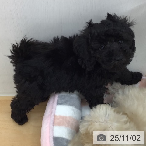 トイ・プードルの写真