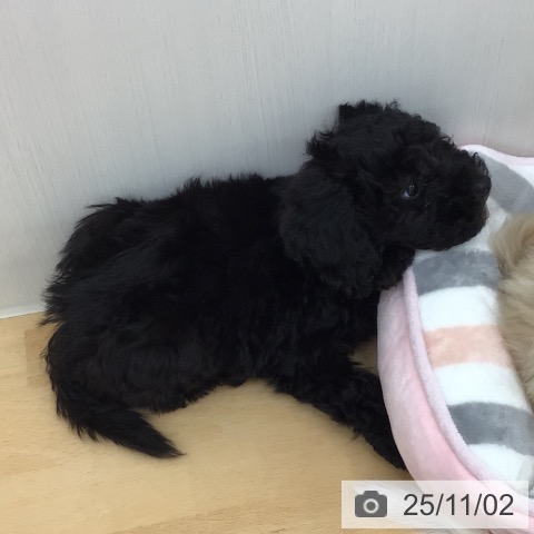 トイ・プードルの写真