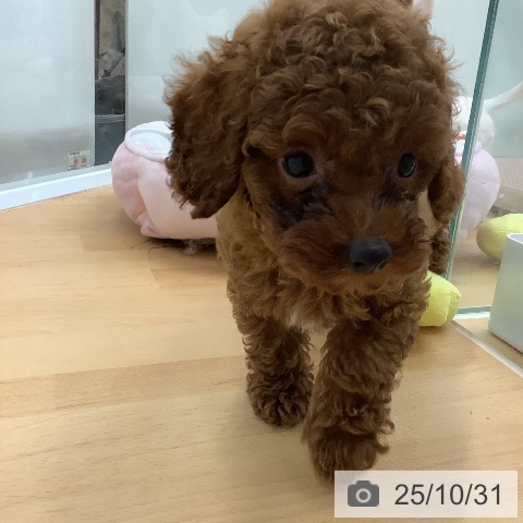 トイ・プードルの写真