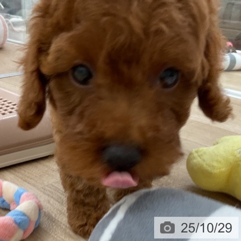 トイ・プードルの写真