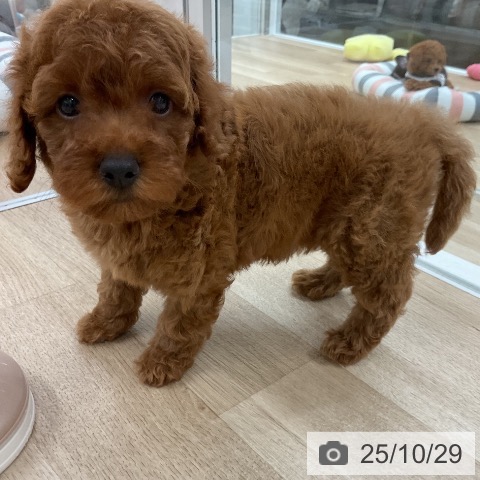 トイ・プードルの写真