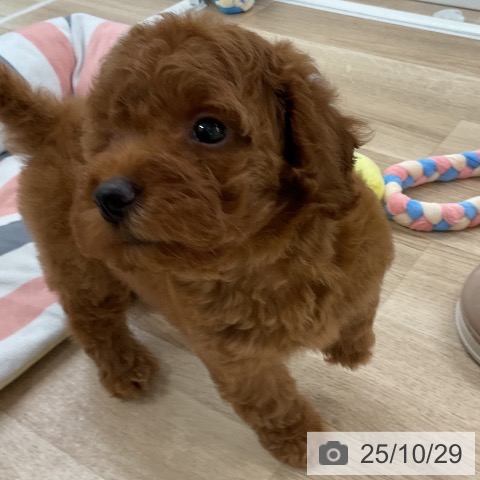 トイ・プードルの写真