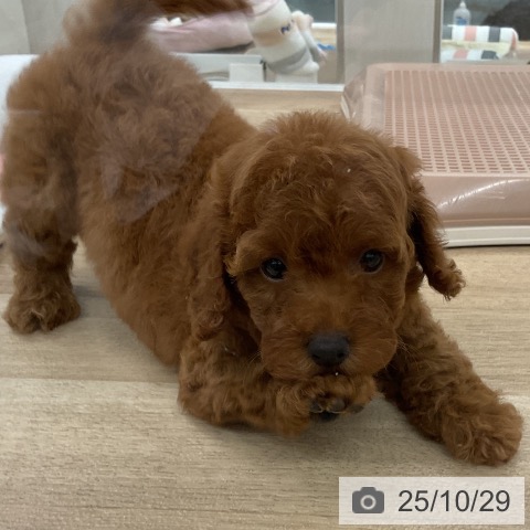 トイ・プードルの写真