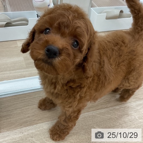 トイ・プードルの写真