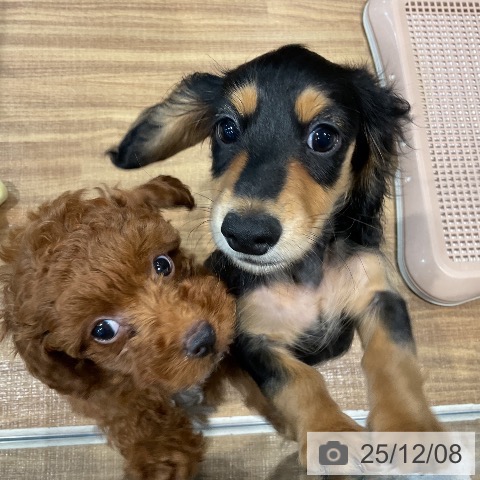 埼玉県のカニンヘンダックスフンド(ロング) (ペッツワン 新座店/2025年8月28日生まれ/男の子/ブラックタン)の子犬の4枚目の画像