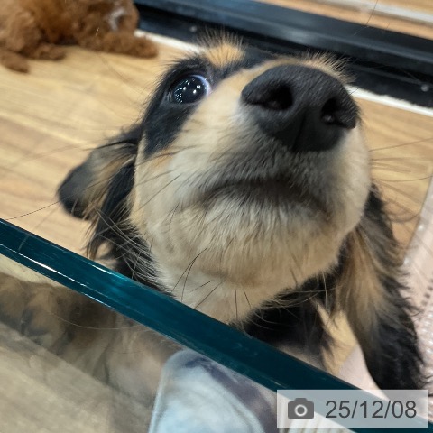 埼玉県のカニンヘンダックスフンド(ロング) (ペッツワン 新座店/2025年8月28日生まれ/男の子/ブラックタン)の子犬の3枚目の画像