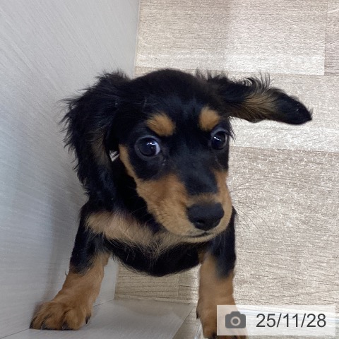 宮城県のカニンヘンダックスフンド(ロング) (ペットプラス 名取店/2025年8月28日生まれ/女の子/ブラックタン)の子犬の4枚目の画像