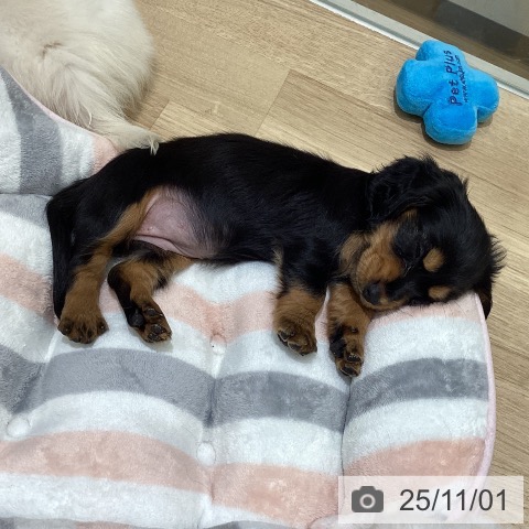 カニーンヘン・ダックスフンドの写真