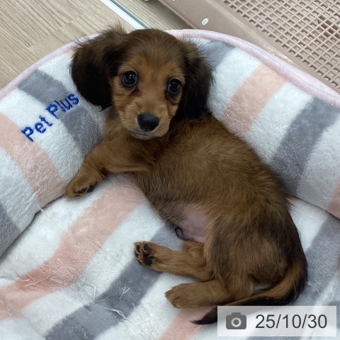 カニーンヘン・ダックスフンドの写真