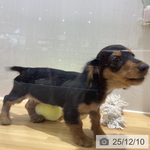 山梨県のカニンヘンダックスフンド(ロング) (ペットプラス 甲府昭和店/2025年8月24日生まれ/女の子/ブラックタン)の子犬の4枚目の画像