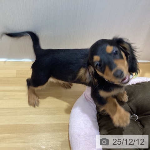 山梨県のカニンヘンダックスフンド(ロング) (ペットプラス 甲府昭和店/2025年8月24日生まれ/女の子/ブラックタン)の子犬の3枚目の画像