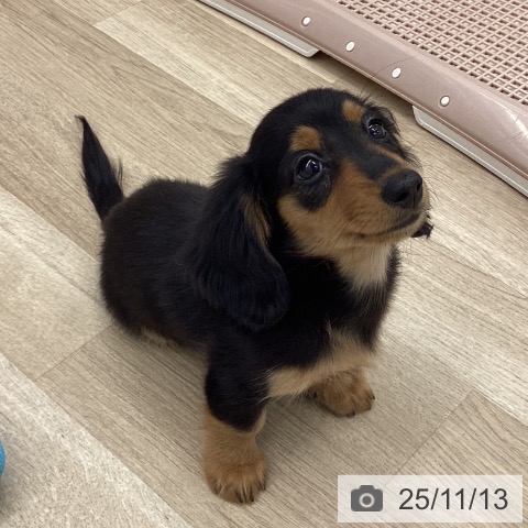 山梨県のカニンヘンダックスフンド(ロング) (ペットプラス 甲府昭和店/2025年8月24日生まれ/女の子/ブラックタン)の子犬の4枚目の画像