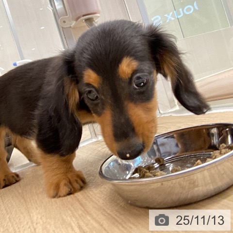 山梨県のカニンヘンダックスフンド(ロング) (ペットプラス 甲府昭和店/2025年8月24日生まれ/女の子/ブラックタン)の子犬の3枚目の画像