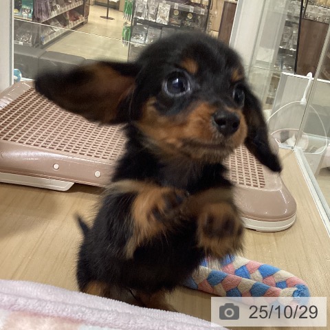 カニーンヘン・ダックスフンドの写真