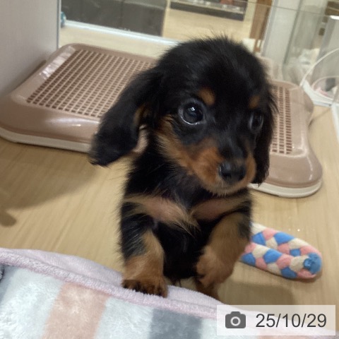 カニーンヘン・ダックスフンドの写真