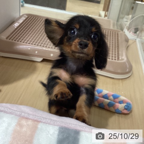 カニーンヘン・ダックスフンドの写真