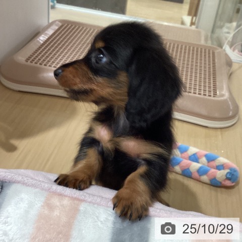 カニーンヘン・ダックスフンドの写真