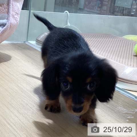 カニーンヘン・ダックスフンドの写真