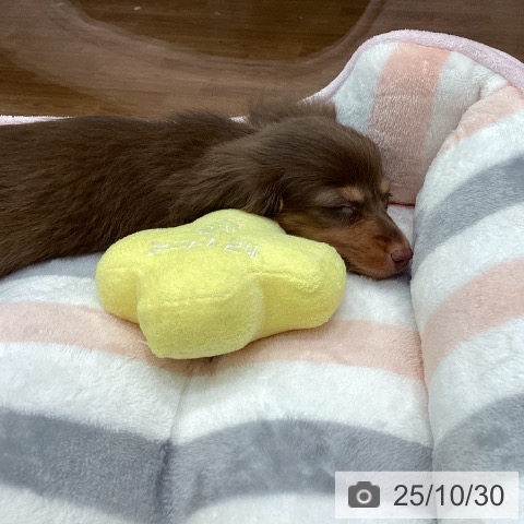 カニーンヘン・ダックスフンドの写真