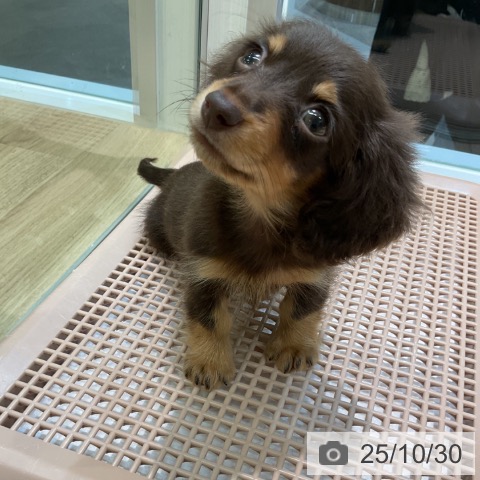 カニーンヘン・ダックスフンドの写真