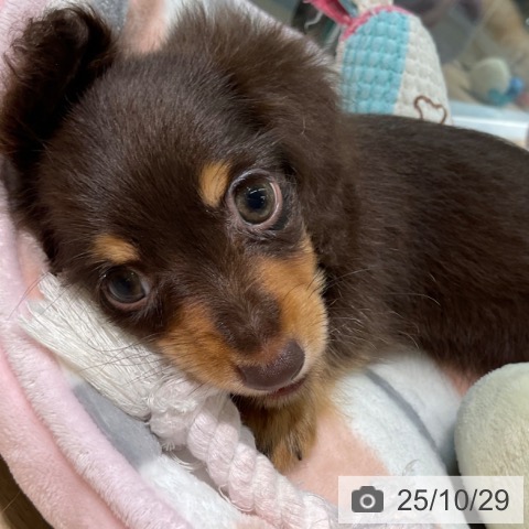 カニーンヘン・ダックスフンドの写真