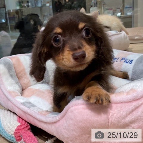 カニーンヘン・ダックスフンドの写真