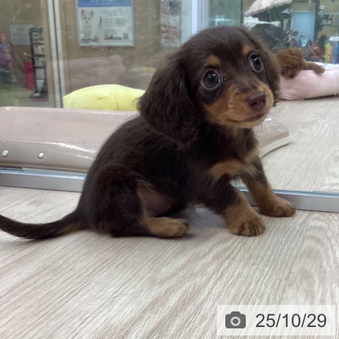 カニーンヘン・ダックスフンドの写真