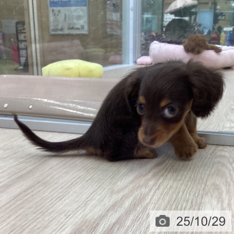 カニーンヘン・ダックスフンドの写真