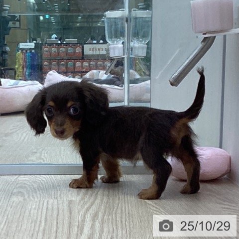 カニーンヘン・ダックスフンドの写真