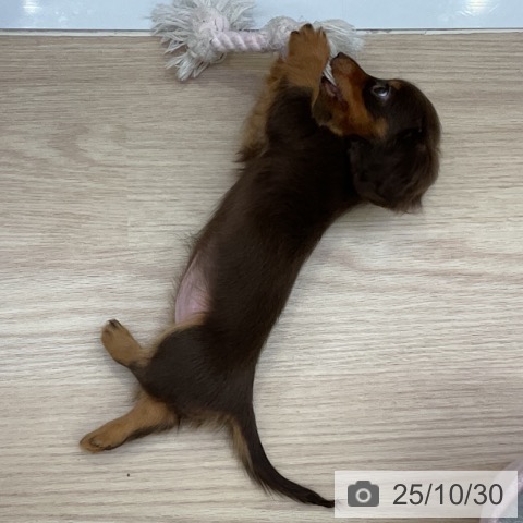 カニーンヘン・ダックスフンドの写真