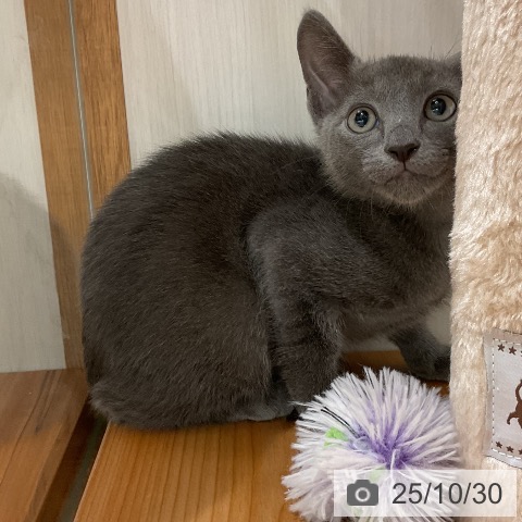 ロシアンブルーの写真