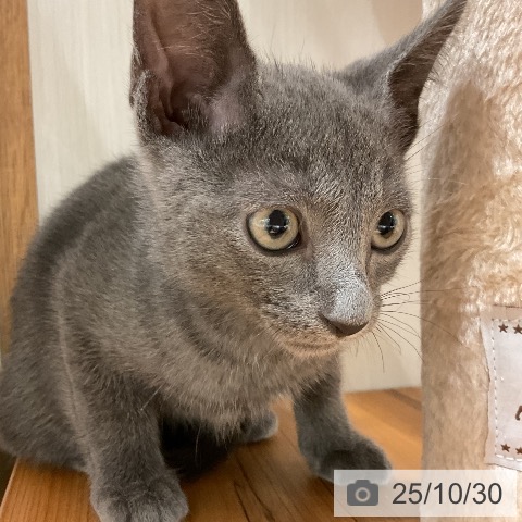 ロシアンブルーの写真