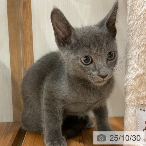 ロシアンブルーの写真