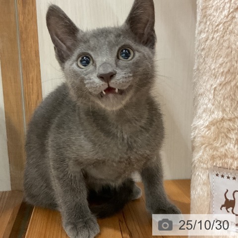 ロシアンブルーの写真