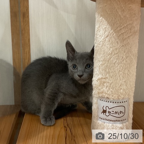 ロシアンブルーの写真